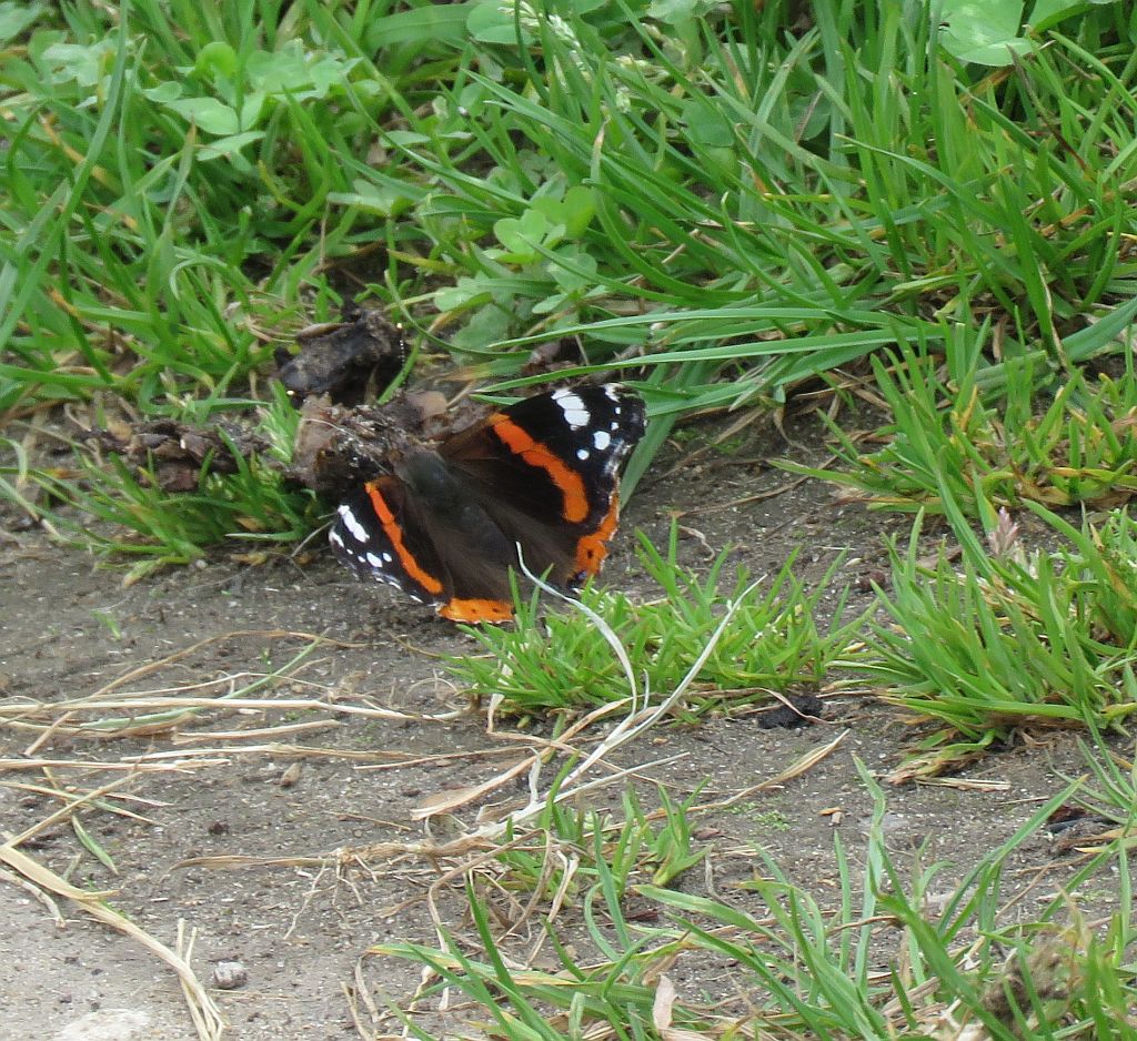   Red Admiral  